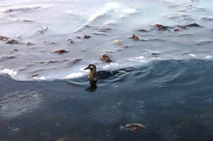Загрязнение нефтепродуктами акватории Херсонского речпорта было незначительным – Минэкологии