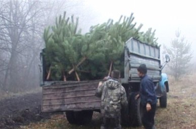 В Херсонской области в текущем году заготовят новогодних елок на 15,7% меньше чем год назад - обллесхоз