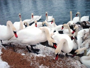 "Зеленые" Скадовска призывают херсонцев помогать зимующим птицам