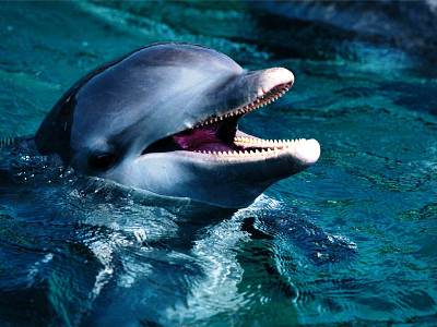 В Кардашинский лиман заплыл дельфин