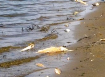 В Ингульце, низовьях Днепра и в Каховском водохранилище зафиксирован замор рыбы
