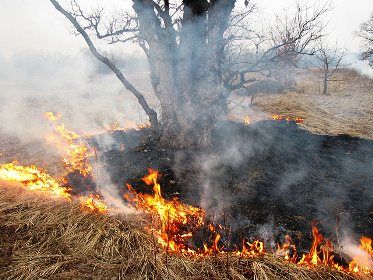 В Великоалександровском районе тоже загорелся лес