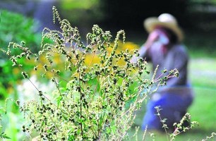 В Херсонской области из-за цветения амброзии введен карантин