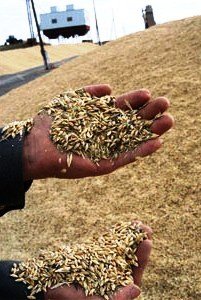 Объем сельхозпроизводства на Херсонщине за 8 месяцев сократился более чем на 20%