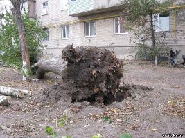 В Геническе на 5-этажный дом упало старое дерево