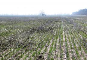 Часть посевов озимой пшеницы в Херсонской области не взошла