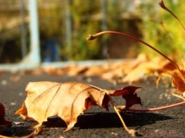 В Херсоне продлят бесплатный вывоз опавших листьев