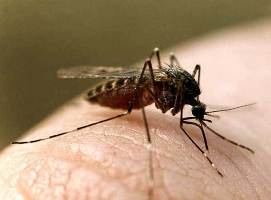 Херсон ожидает нашествие комаров