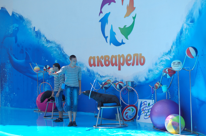 В Скадовский дельфинарий "Акварель" заехали новые артисты