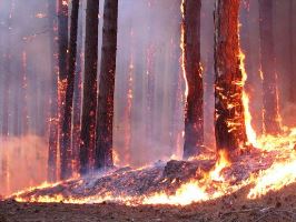 На Херсонщине снова горел лес