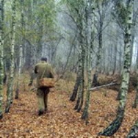 В лесу под Цюрупинском второй день ищут пропавшего пенсионера