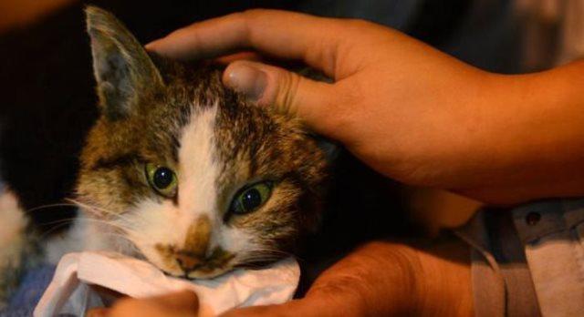 Кота, попавшего в «стиралку», спас отряд пожарных