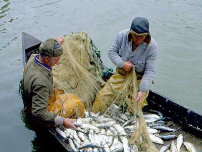 В Азовском море необходимо запретить вылов рыбы на 5 лет - эксперт