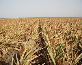 Без днепровской воды в Крыму погиб весь урожай риса