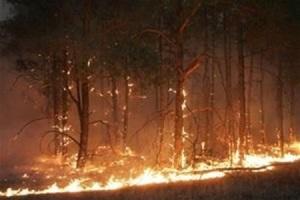 В Новокаховском лесничестве вчера выгорели 40-летние акации