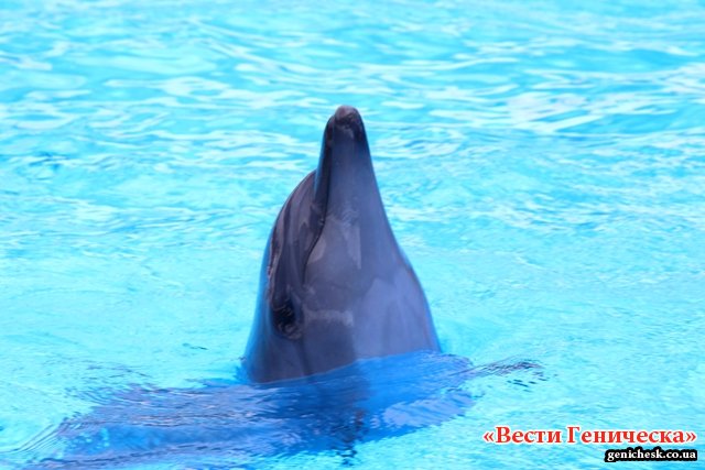На Арабатской стрелке состоялось открытие нового дельфинария "Оскар-Геническ"