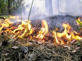 В Херсоне за сутки спасатели трижды выезжали на "мусорные" пожары