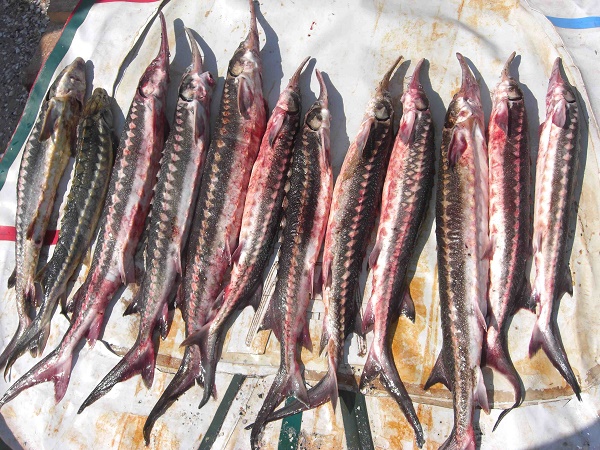 Морской промысел закончился для херсонского браконьера полумиллионным штрафом