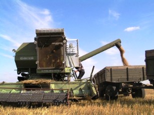 Сбор ранних зерновых на Херсонщине завершится на текущей неделе