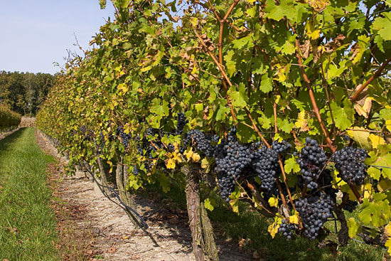 Херсонцы заплатили на развитие садоводства, виноградарства и хмелярства более 3,5 миллиона гривен