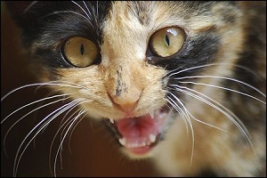 На жителя Ивановского района напал бешеный кот