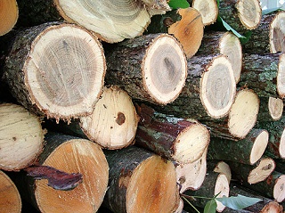 В районах пока не торопятся заготавливать дрова