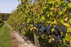 На Херсонщине виноградный недобор