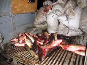 В ноябре Херсонгосрыбоохрана изъяла у браконьеров 800 кг рыбы