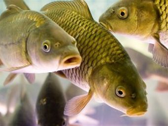 На Херсонщине из-за отключений света может погибнуть рыба