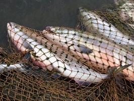 У херсонских браконьеров изъяли более тонны рыбы
