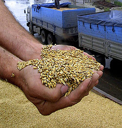 Аграрии прогнозируют на Херсонщине хороший урожай зерна