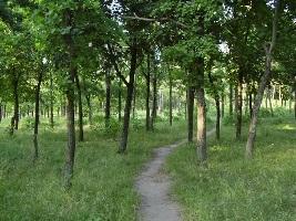 В лесхозе области уже говорят о перевыполнении плана по посадке деревьев