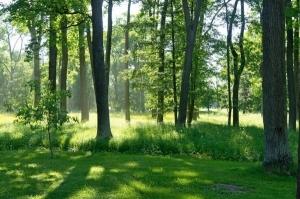 Приднепровский парк в Херсоне вернули из частного владения
