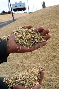 Милиционеры вернули фермеру зерно и дизтопливо, которые украл его односельчанин