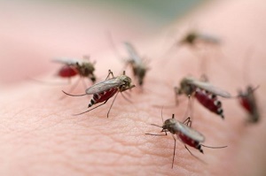 В райгосадминистрации обещают, что в ближайшее время на Арабатской стрелке протравят комаров