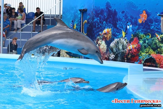13 июня состоится открытия дельфинария «Оскар-Геническ» на Арабатской стрелке