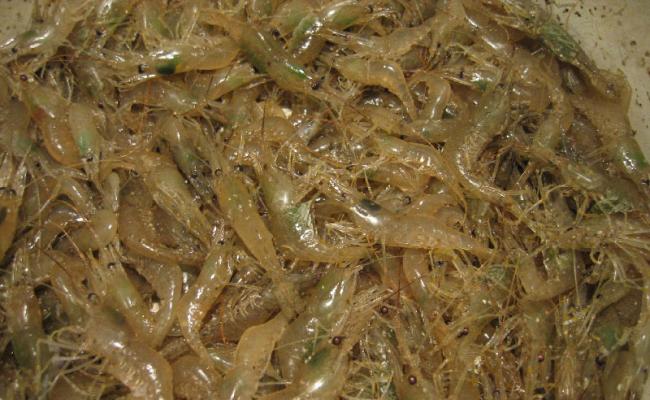 В Каркинитском заливе задержали браконьера с уловов креветки