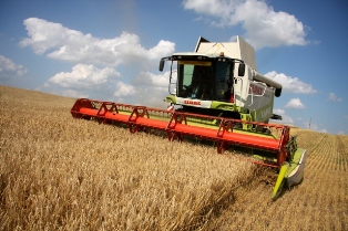 На 1 августа аграрии собрали зерна на 18,1% больше чем год назад, - облстат
