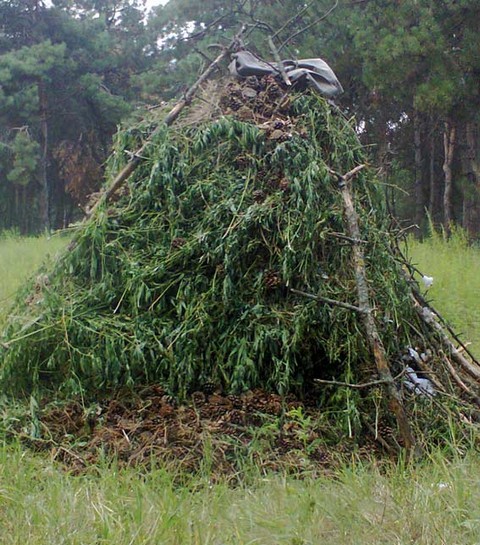 На Херсонщине милиция уничтожила почти 200 тысяч кустов дикорастущей конопли