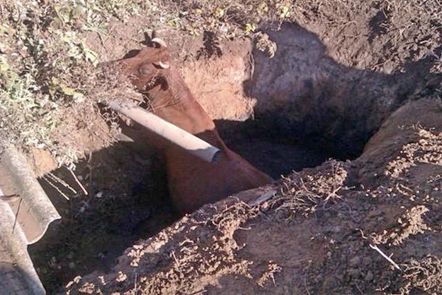 В Новотроицком спасатели доставали корову из выгребной ямы