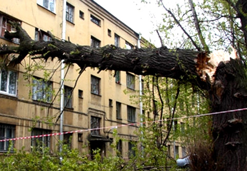 В Херсоне насчитали 1760 аварийных деревьев