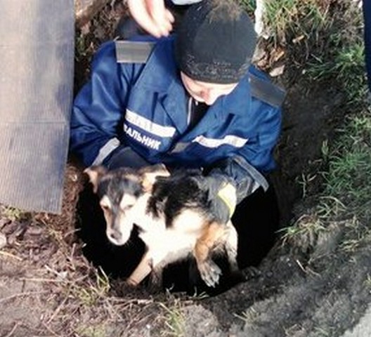 В.Скадовске спасатели достали из канализационного люка собаку