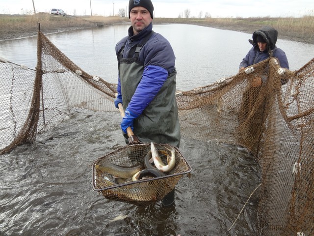 В Каховское водохранилище выпустили более 1,1 млн. шт молодняка щуки