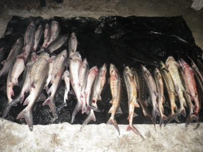 Пограничники задержали браконьеров с рыбой осетровых и других пород почти на 2,4 миллиона гривен