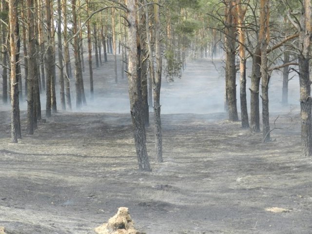 В Раденском лесничестве низовой пожар леса - горит почти 5 га