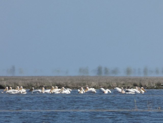 На острове Джарылгач посчитали всех пеликанов 