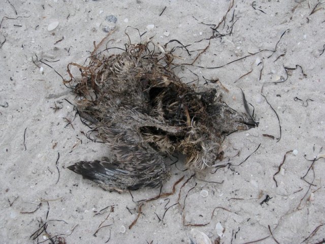 В Скадовске от избытка мусора в море гибнут морские птицы, - активист