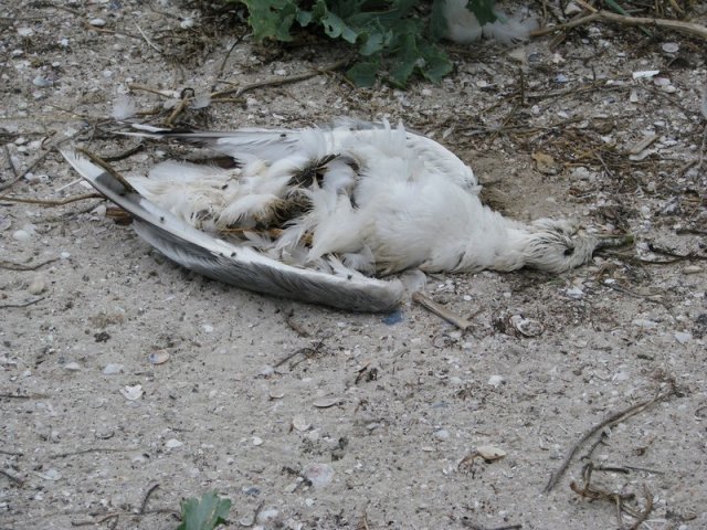 В Скадовске от избытка мусора в море гибнут морские птицы, - активист