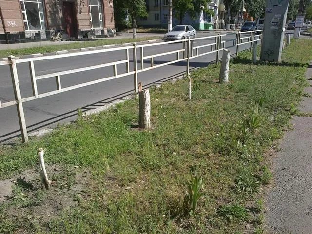 В Херсоне вандалы уничтожили саженцы шелковицы