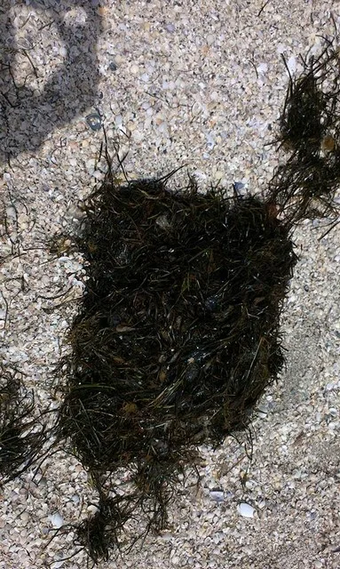 Охрана Черноморского биосферного заповедника угрожала сотрудникам СБУ